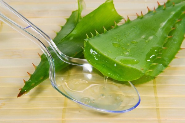 Aloe receptek a prosztatitisből)