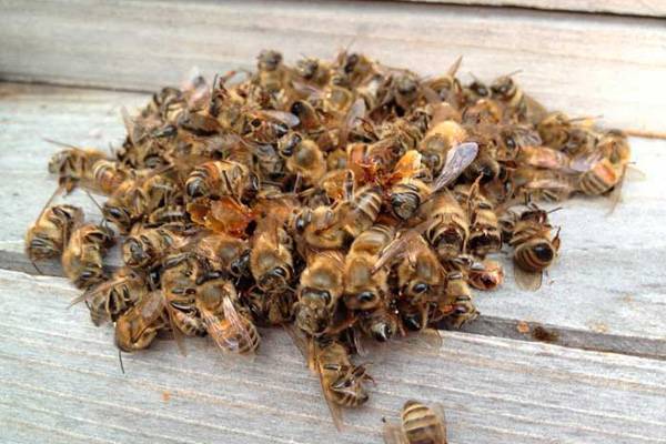 Настойка из мертвых пчел для лечения простатита thumbnail