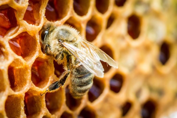 Подмор пчелиный для лечения аденомы простаты