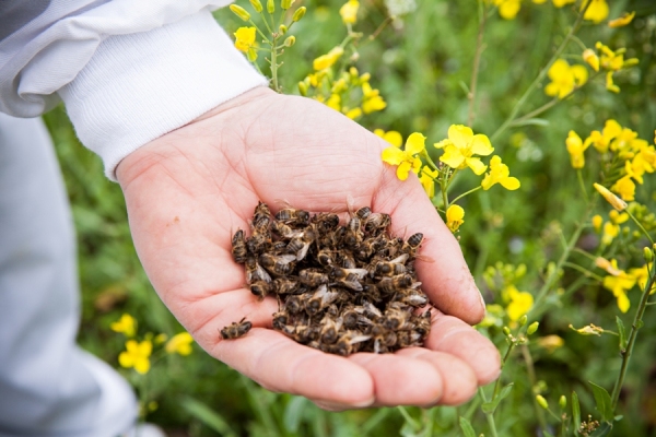 Лечение простатита народными средствами пчелиным подмором thumbnail
